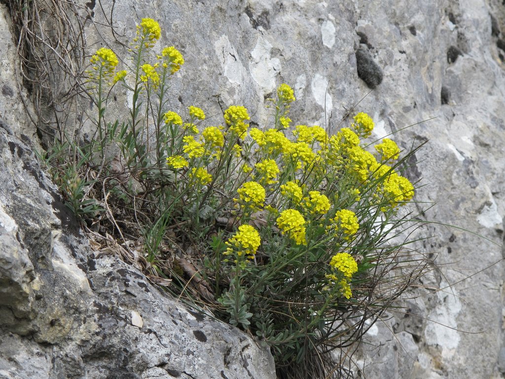 Alyssum montanum